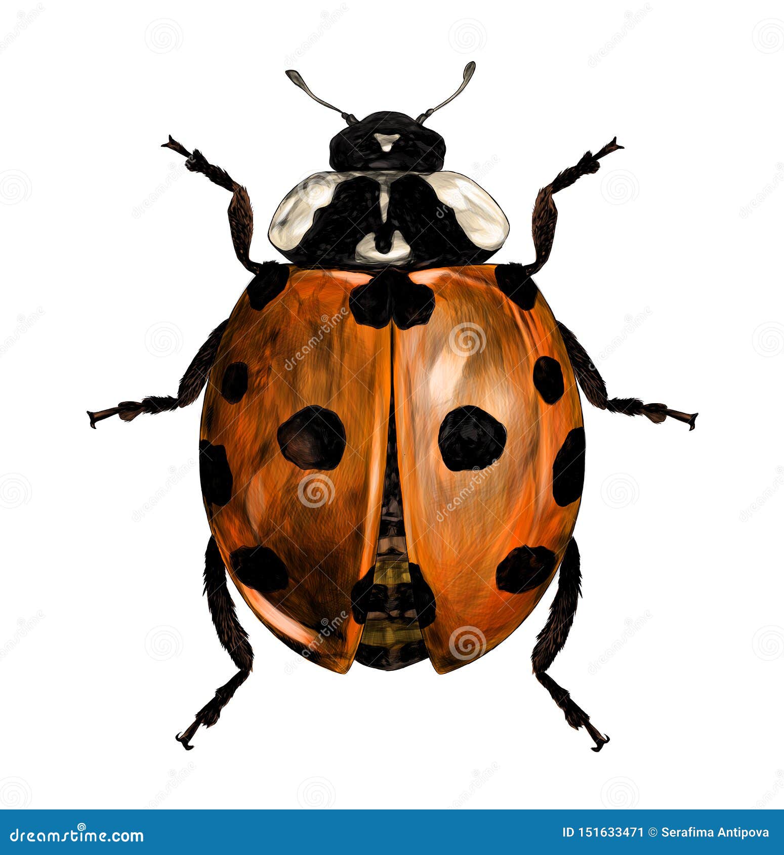 pencil drawing of ladybird - Clip Art Library
