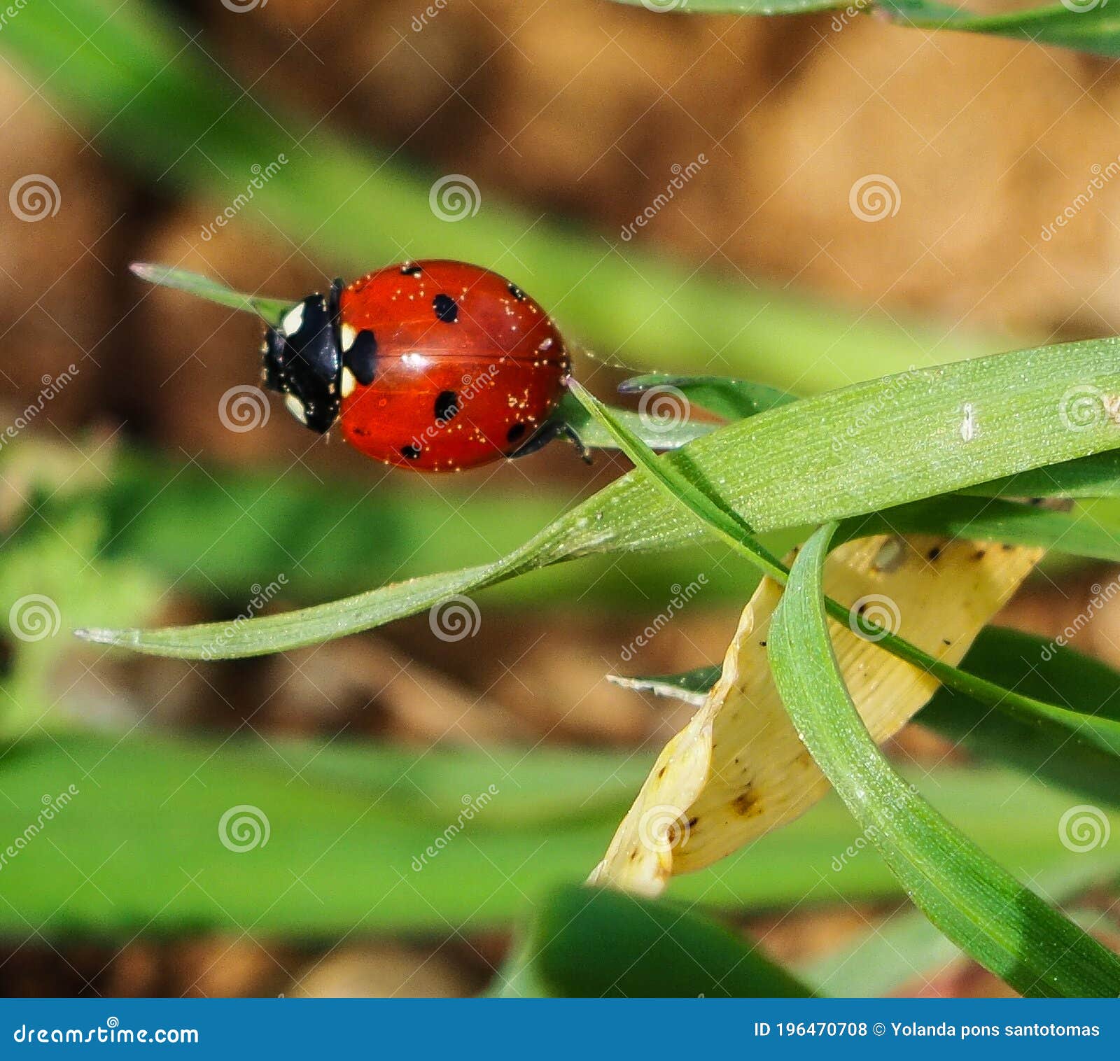 ladybug un the field