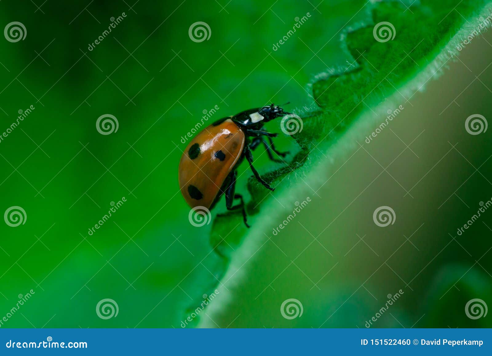 ladybug walks up on the edge of a leaf, coccinellidae, arthropoda, coleoptera, cucujiformia, polyphaga
