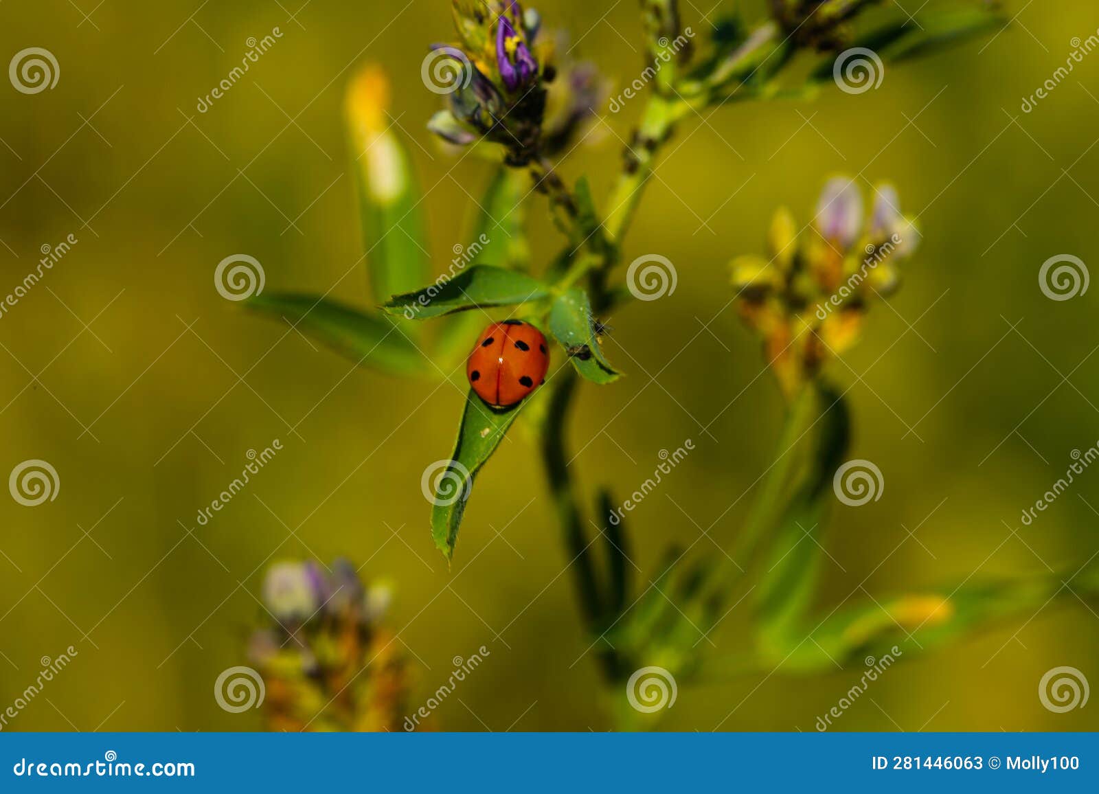 Ladybug on a wildflower stock image. Image of closeup 281446063