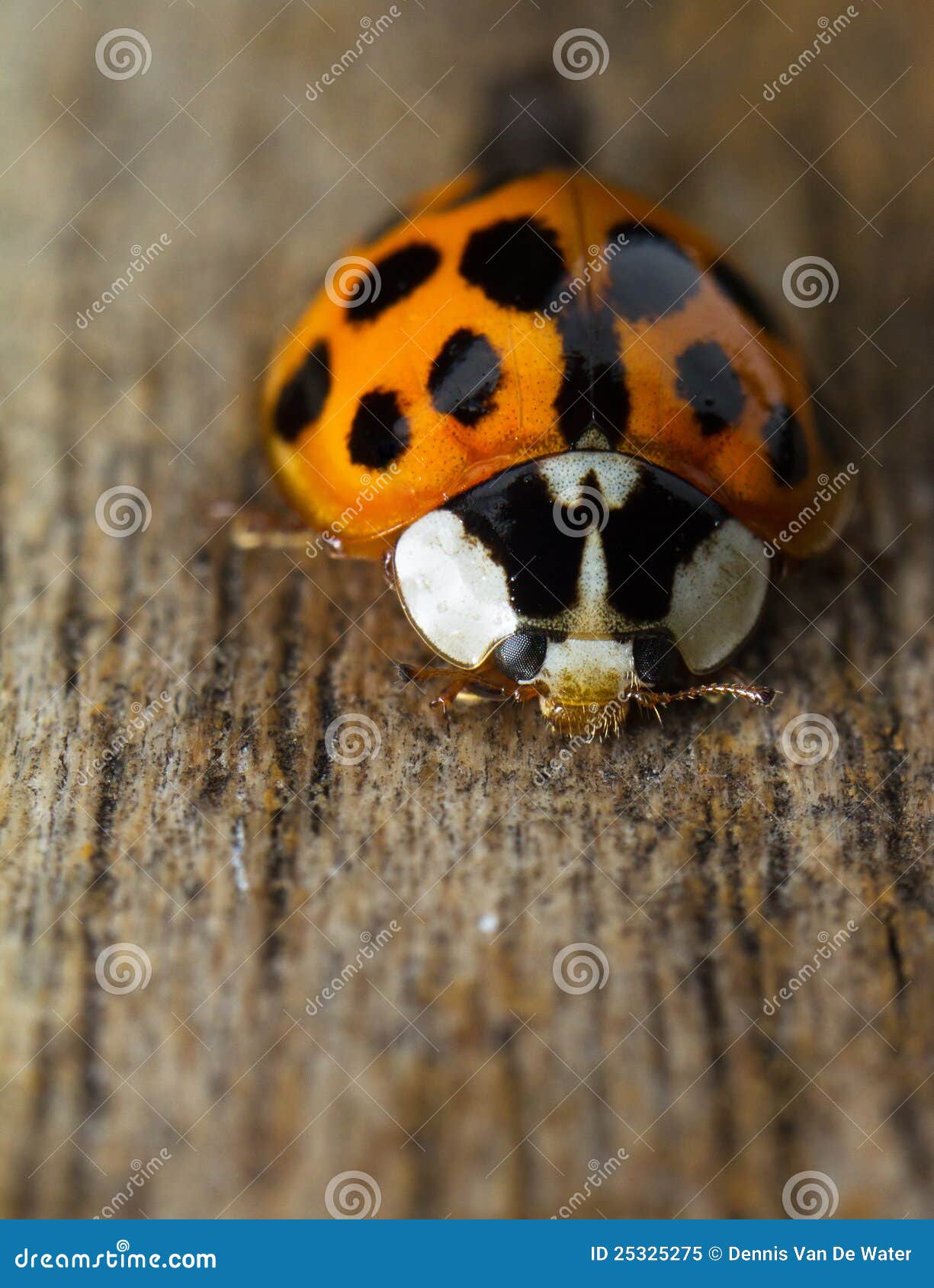 Ladybug on wood stock image. Image of environmental, background 25325275