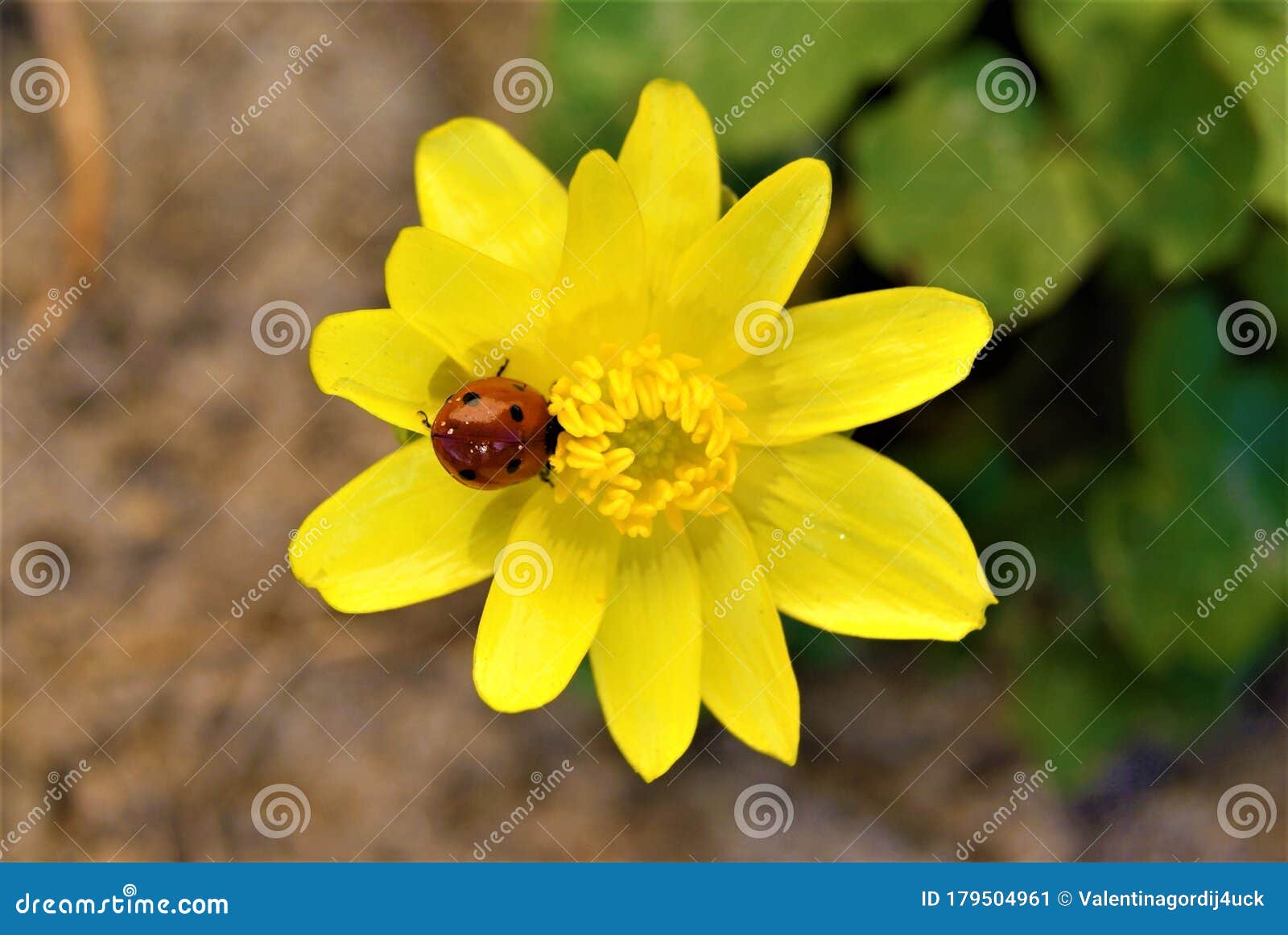Ladybug on a yellow flower stock image. Image of flora 179504961