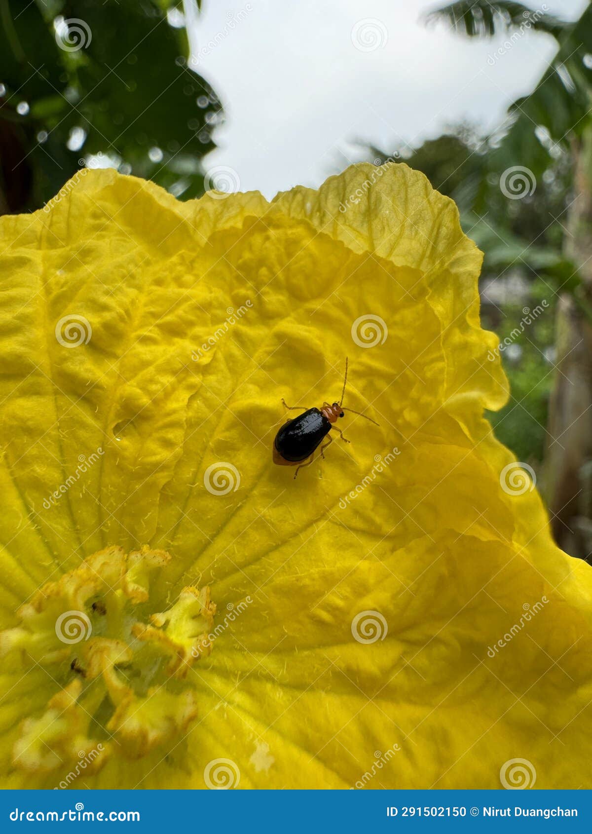 Ladybug on Zucchini Flowers Stock Photo Image of petal, pollen 291502150