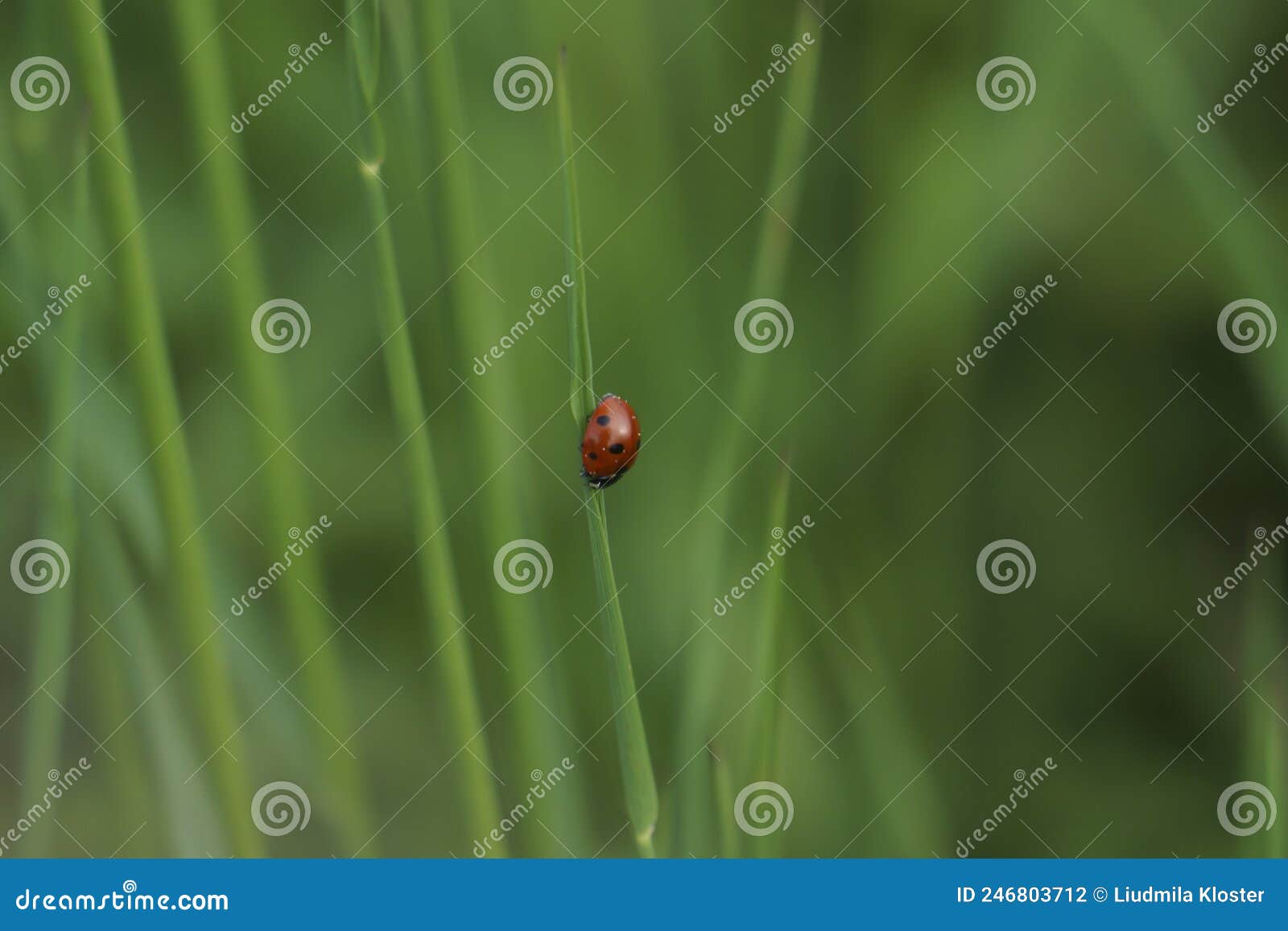 different insects on the background of green grass in the field