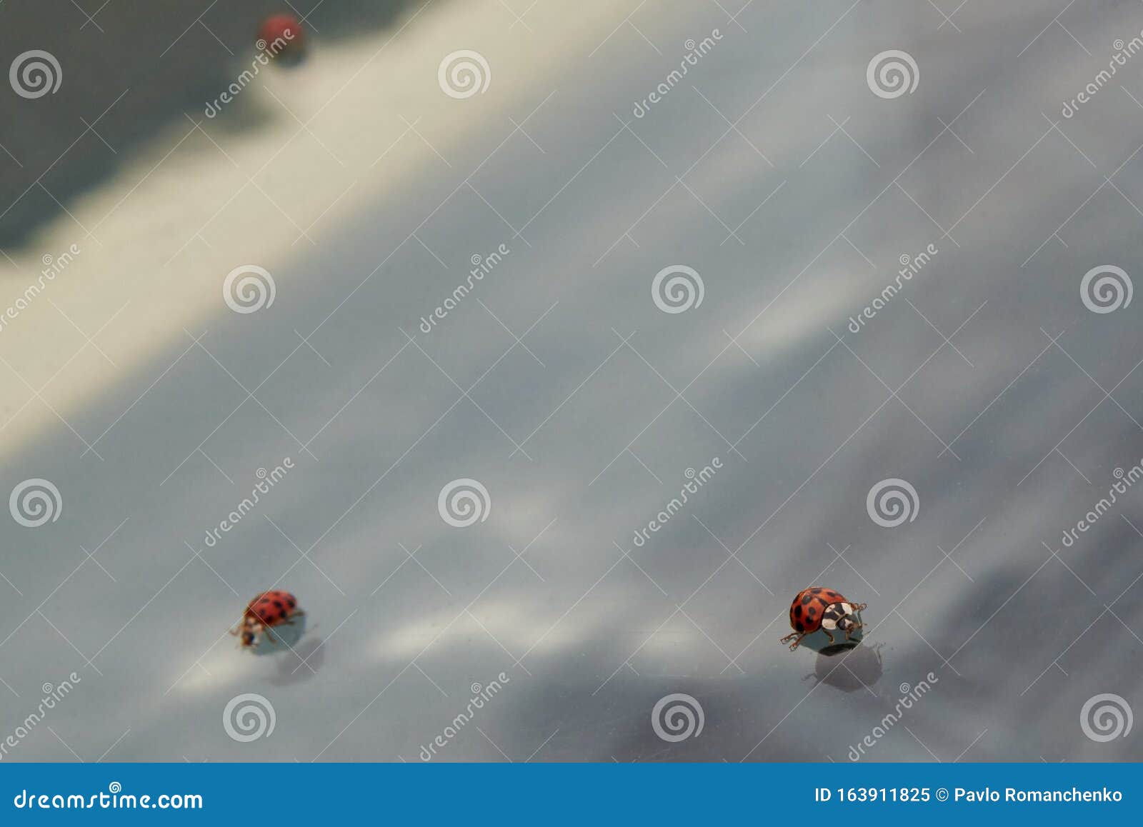 Ladybugs Window Stock Photos Free & RoyaltyFree Stock Photos from