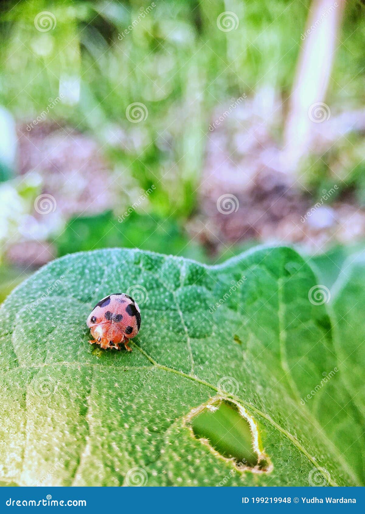 Ladybugs eat leaves stock photo. Image of ladybugs, animal 199219948