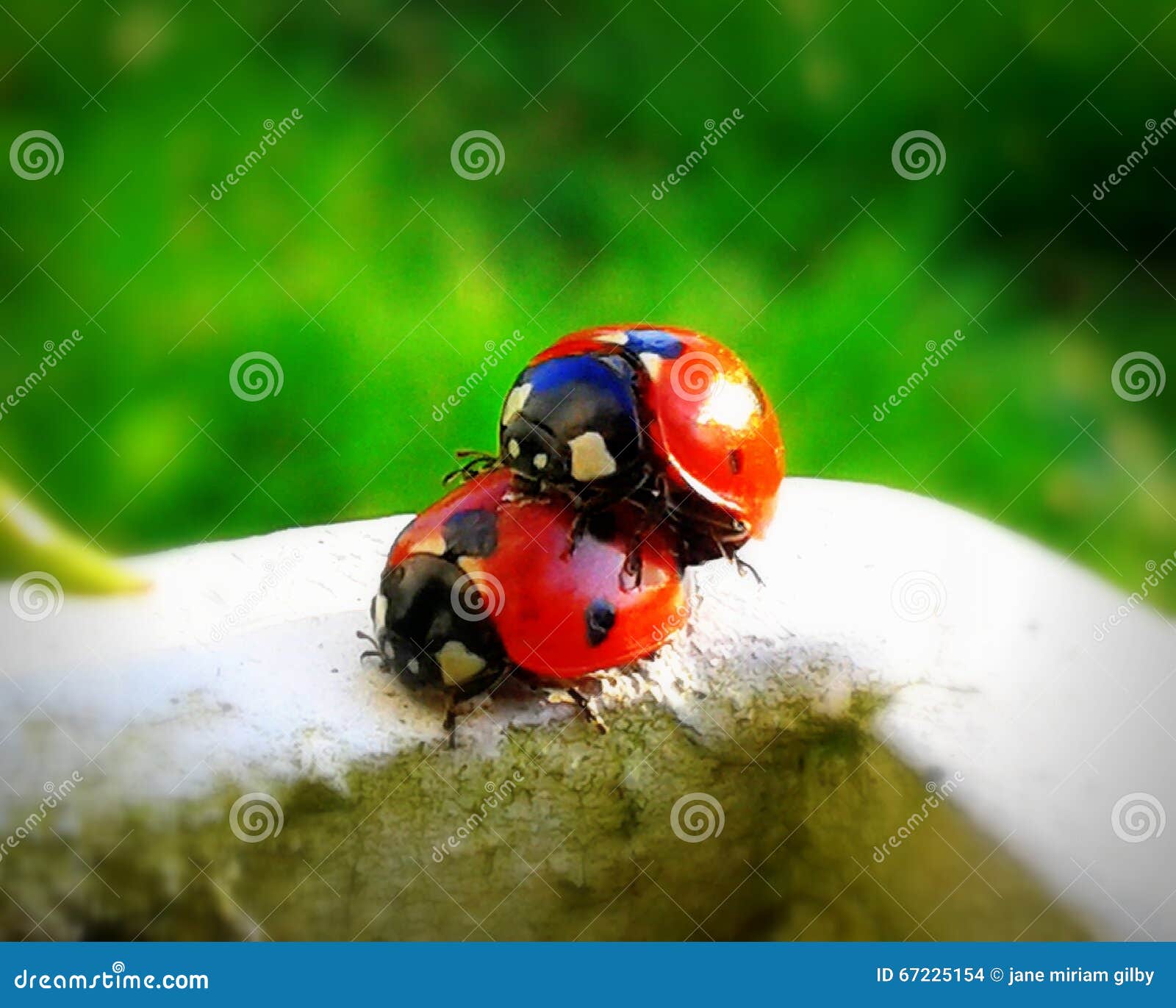 Ladybugs Enjoy Springtime Stock Photo Image Of Grass 67225154