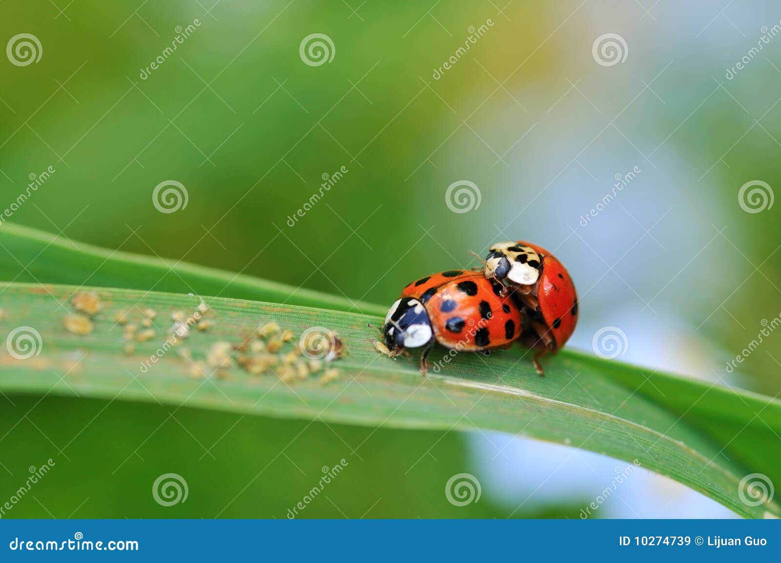 Ladybugs in love stock image. Image of copulate, garden 10274739