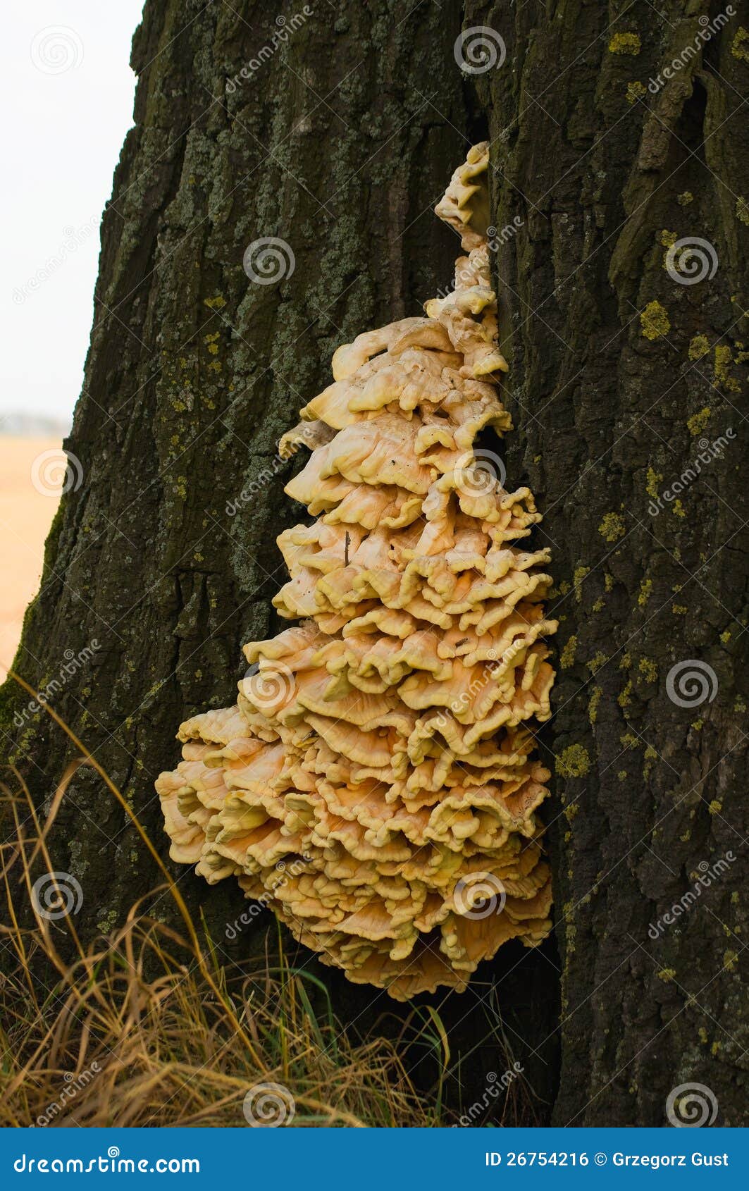 laetiporus sulphureus