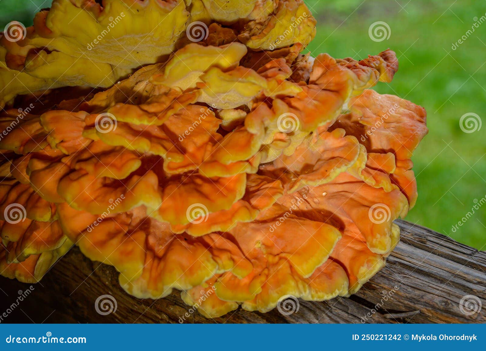 laetiporus sulphureus sulfur shelf mushroom