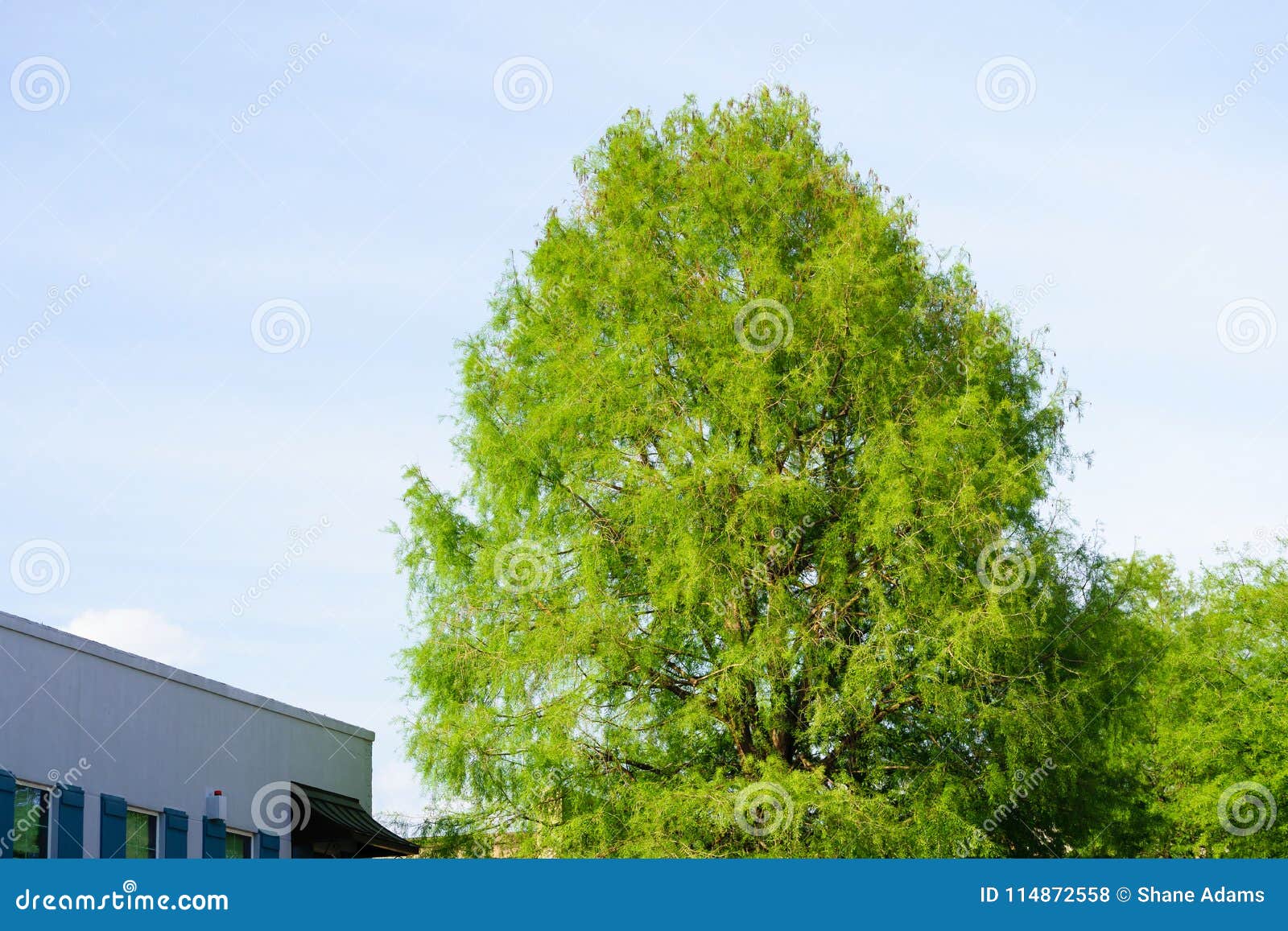 Lafayette, Louisiana stock photo. Image of united, cypress 114872558