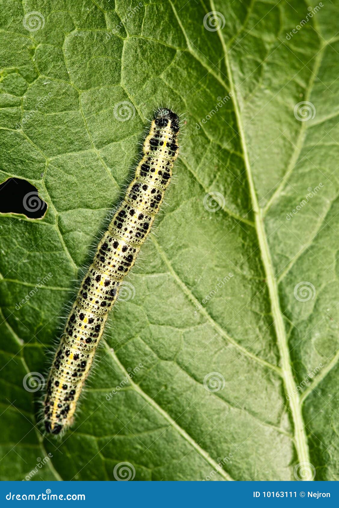 Foto: Lagarta verde dos toras de Arachides que munching em uma folha