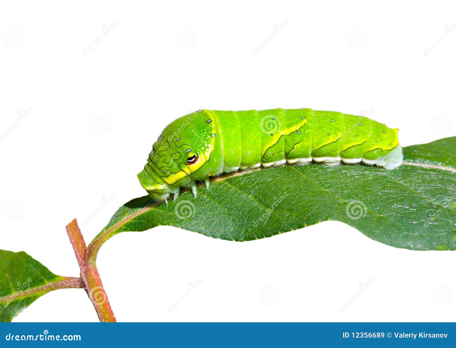 Foto: Lagarta verde dos toras de Arachides que munching em uma folha