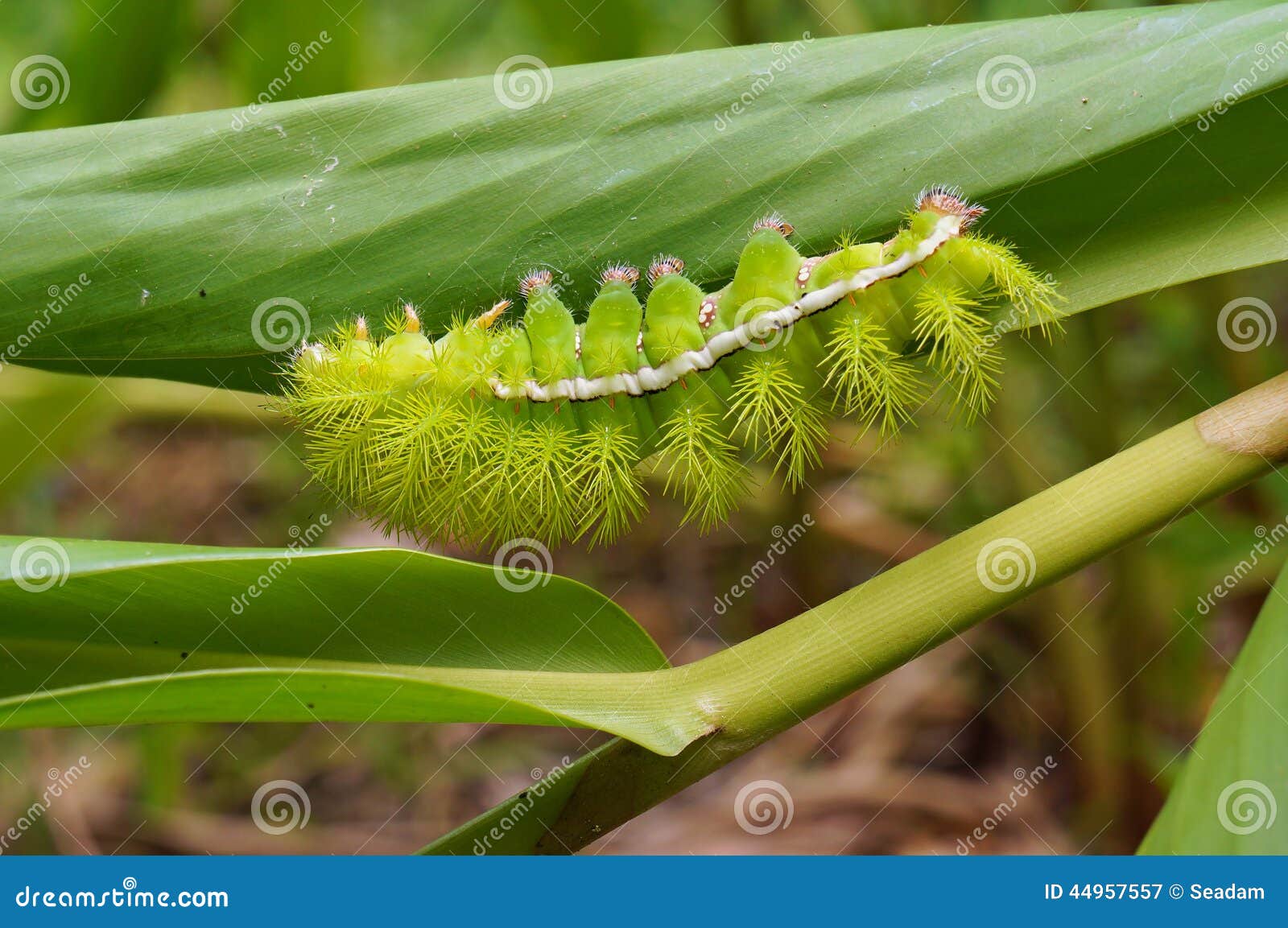 Foto: Lagarta verde dos toras de Arachides que munching em uma folha