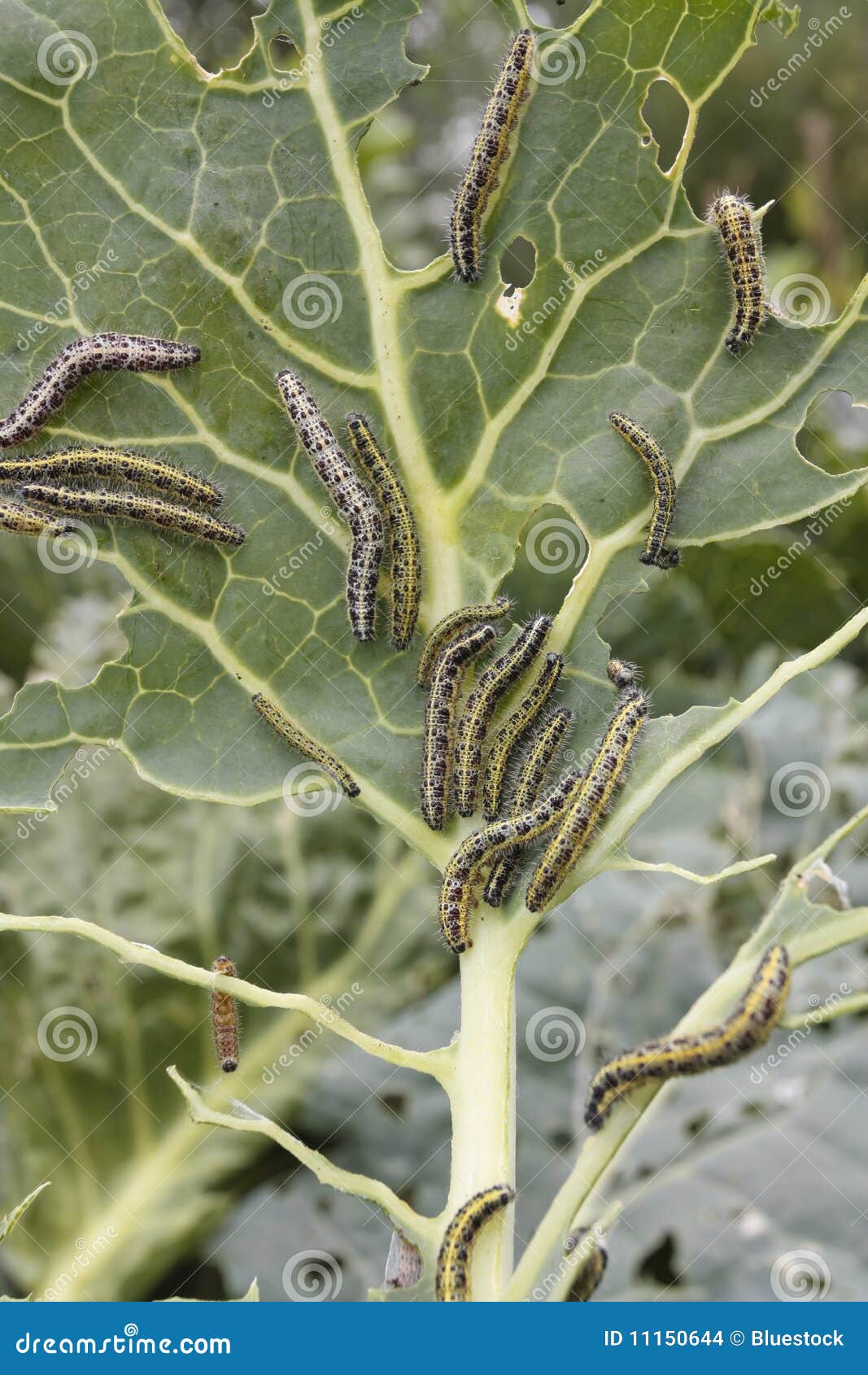 Lagartas que comem a folha vegetal. Folha do repolho coberta com a praga dos caterpillas