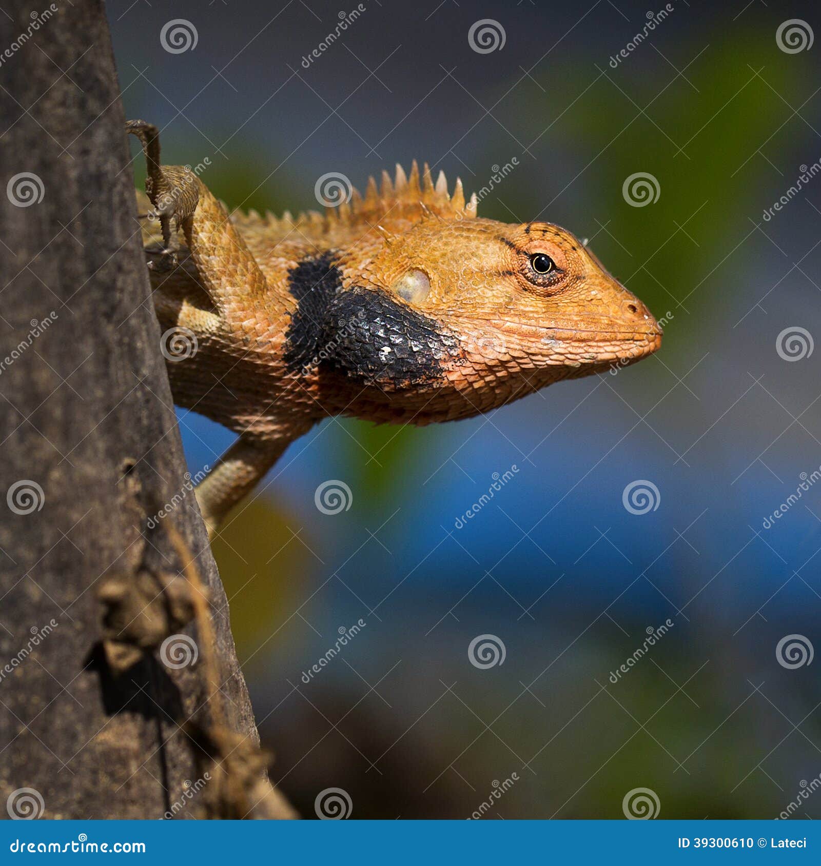 El lagarto de Brown, lagarto de árbol, detalles de la piel del lagarto se pega en el árbol.