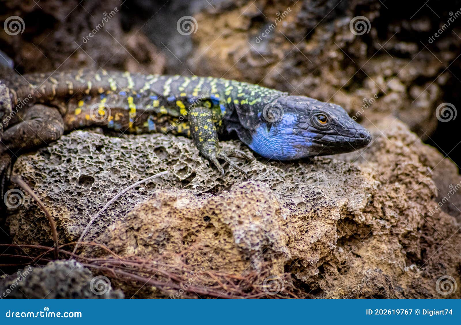 lagarto tizÃÂ³n -  typical lizard of tenerife