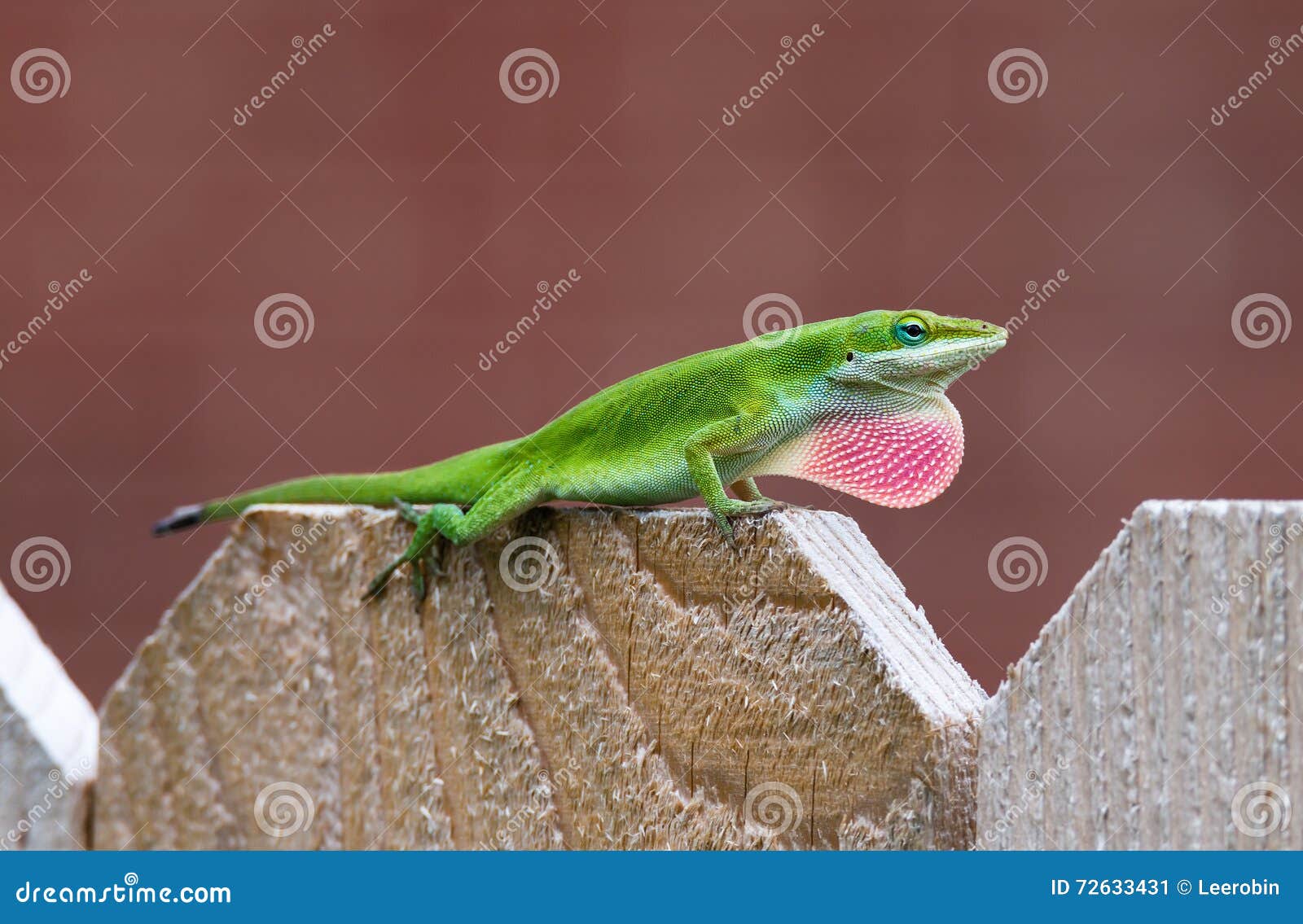 Anolis Verde (Anolis Carolinensis) Imagen de archivo - Imagen de fauna,  copia: 72633431, image size:1600x1135