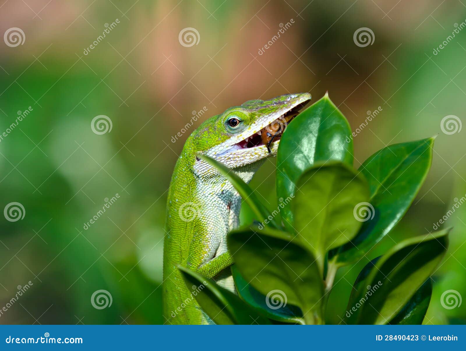 Lagarto Anole Verde Comiendo Un Insecto Imagen de archivo - Imagen de verde,  exterior: 28490423, image size:1600x1206