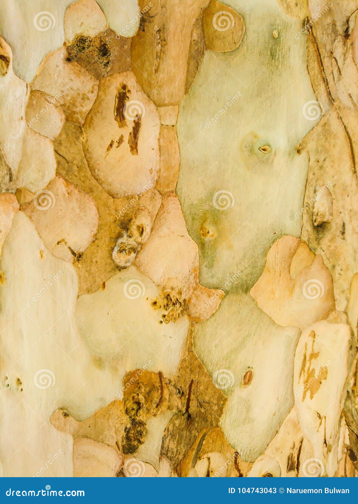lagerstroemia calyculata kurz trunk