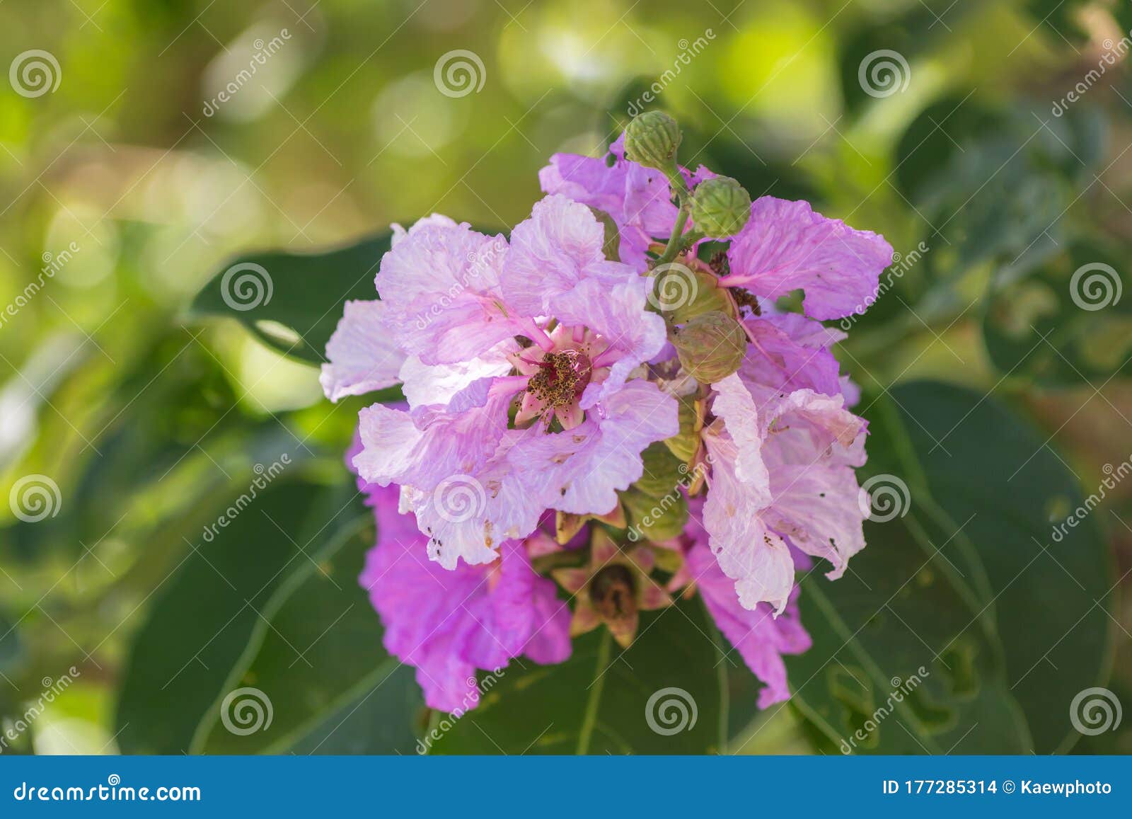 Lagerstroemia Floribunda Jack. it is a Very Beautiful Purple Flowers ...