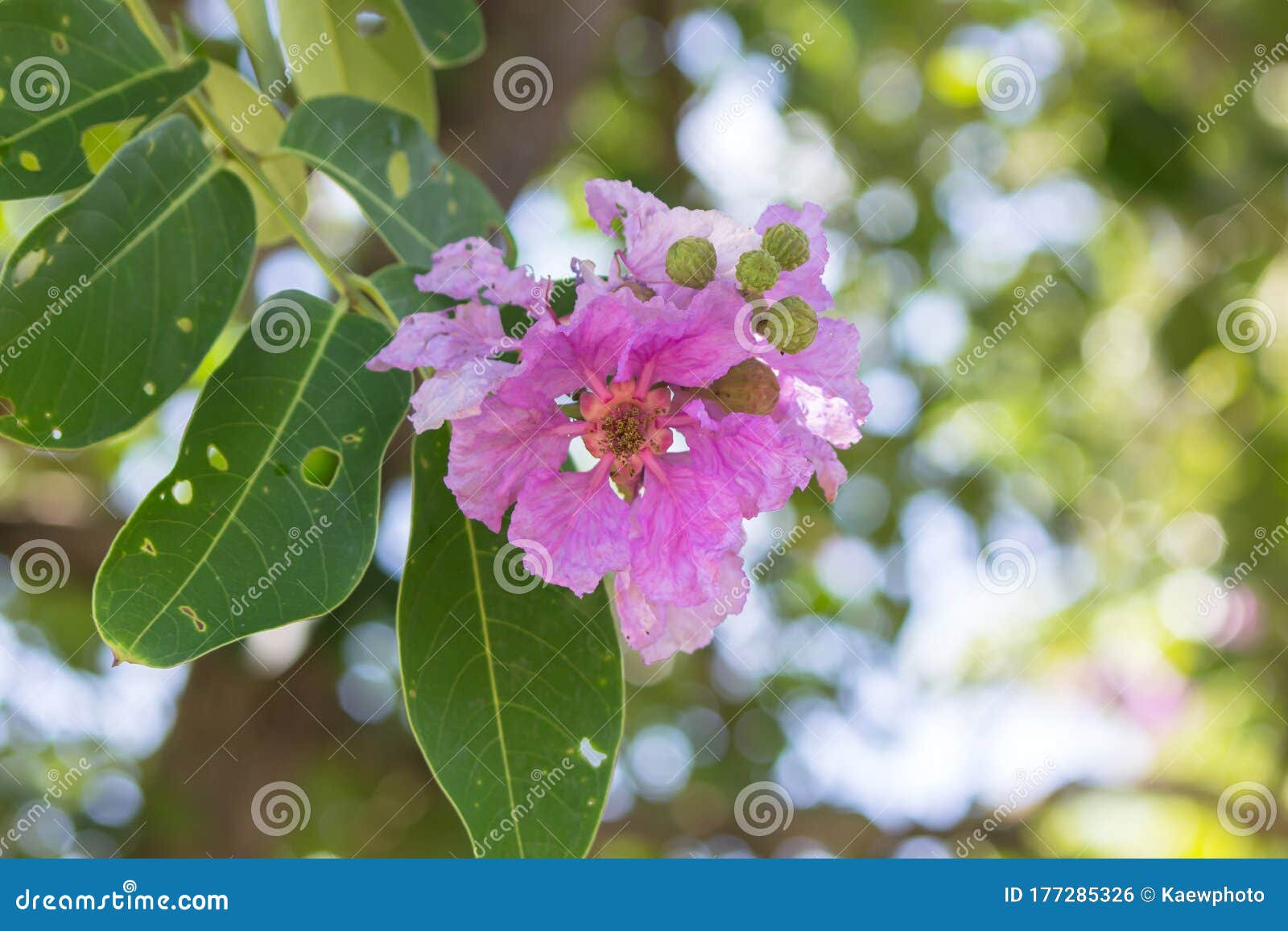 Lagerstroemia Floribunda Jack. it is a Very Beautiful Purple Flowers ...