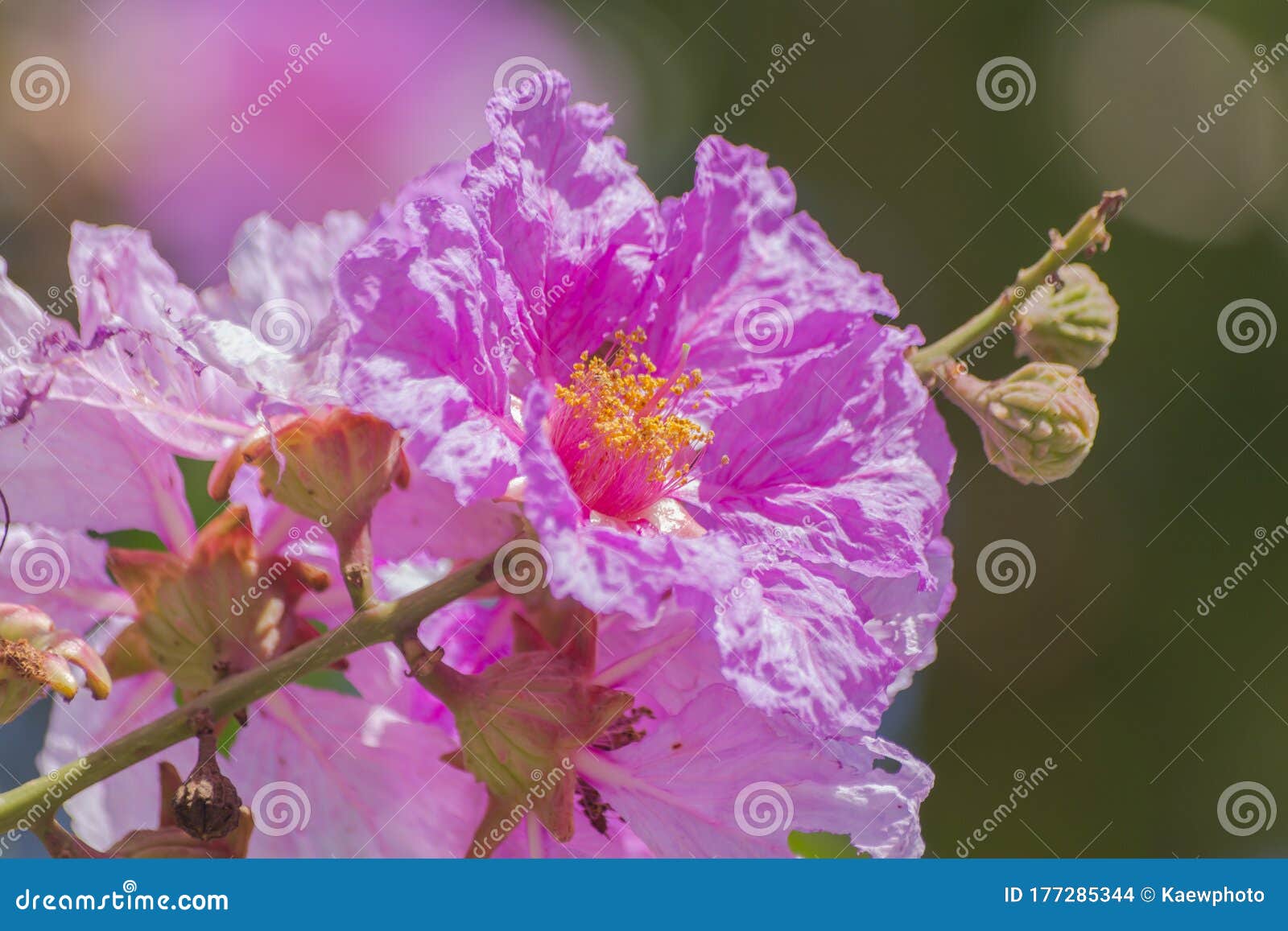 Lagerstroemia Floribunda Jack. it is a Very Beautiful Purple Flowers ...