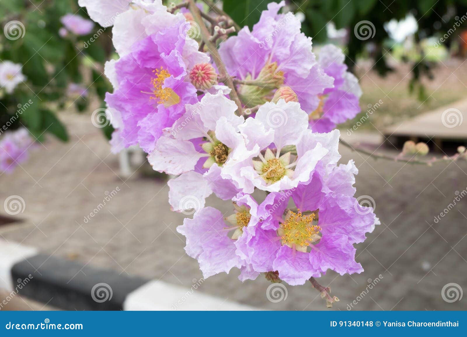 Lagerstroemia Floribunda or Thai Crape Myrtle, Tree with Purple Stock ...