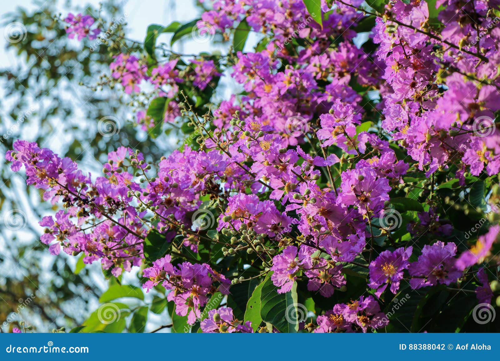 Lagerstroemia Flowers, Lagerstroemia Speciosa Stock Photo - Image of ...