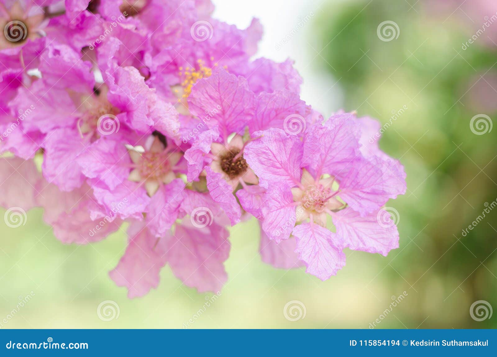 Lagerstroemia Speciosa or Queen`s Flower Tree in Outdoor Nature Stock ...