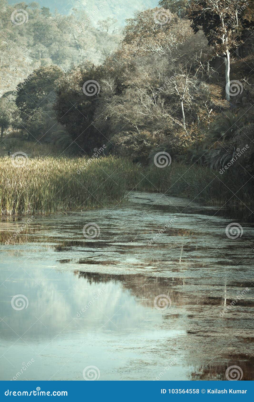Lago foto de archivo. Imagen de flora, césped, pasto - 103564558