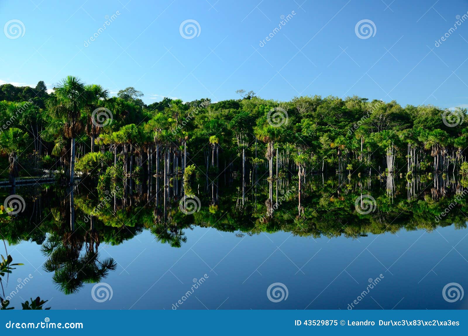 Lago Amazon immagine stock. Immagine di