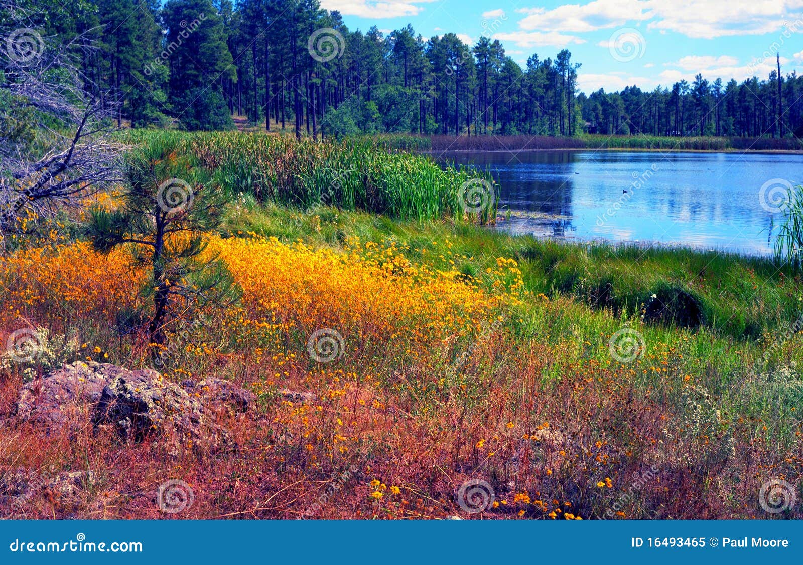 Lago autumn. Lago forest dell'Arizona in autunno