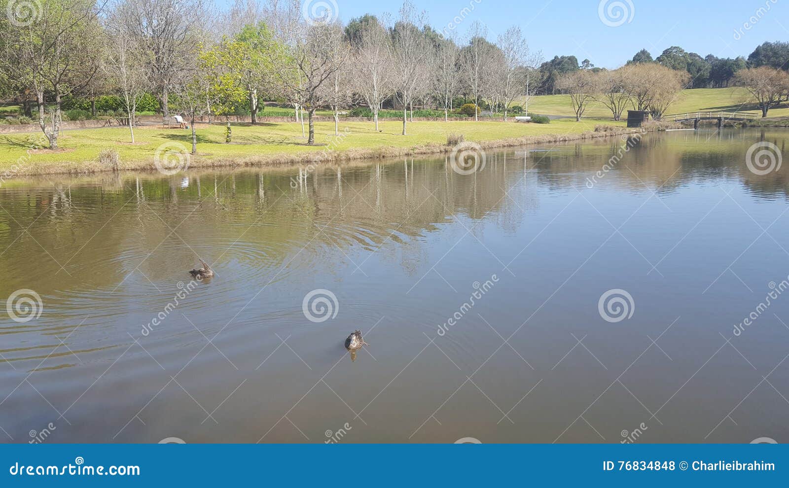 Lago - fiume - stagno. Lago con le anatre in un parco circondato dagli alberi