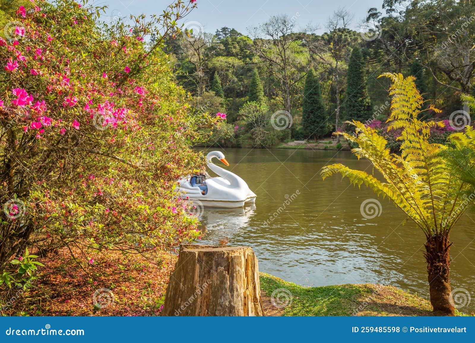 lago negro black lake with swan pedal boat , gramado, rio grande do sul, brazil