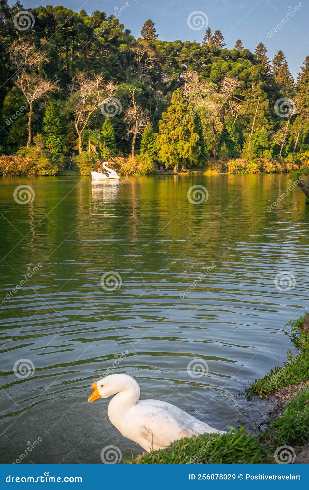 lago negro, black lake, and swan pedal boats, gramado, rio grande do sul, brazil