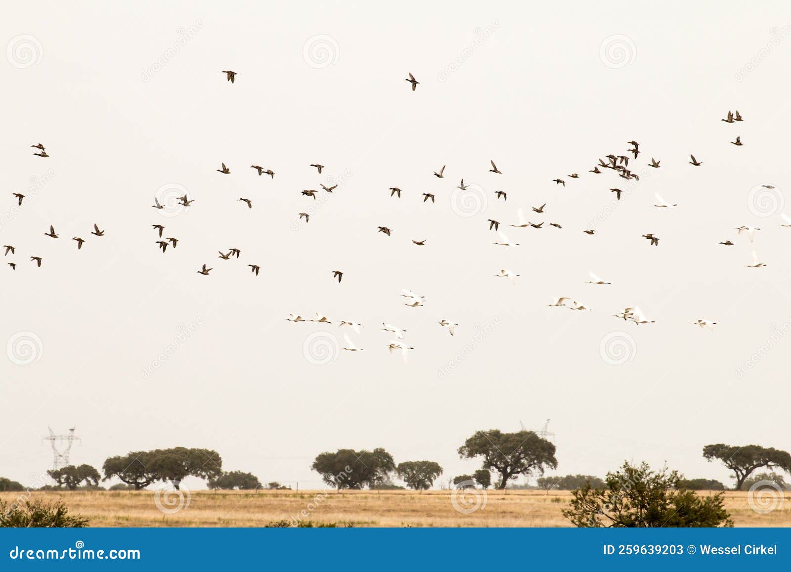 flight of spoonbills and ducks, lagoa dos patos, portugal