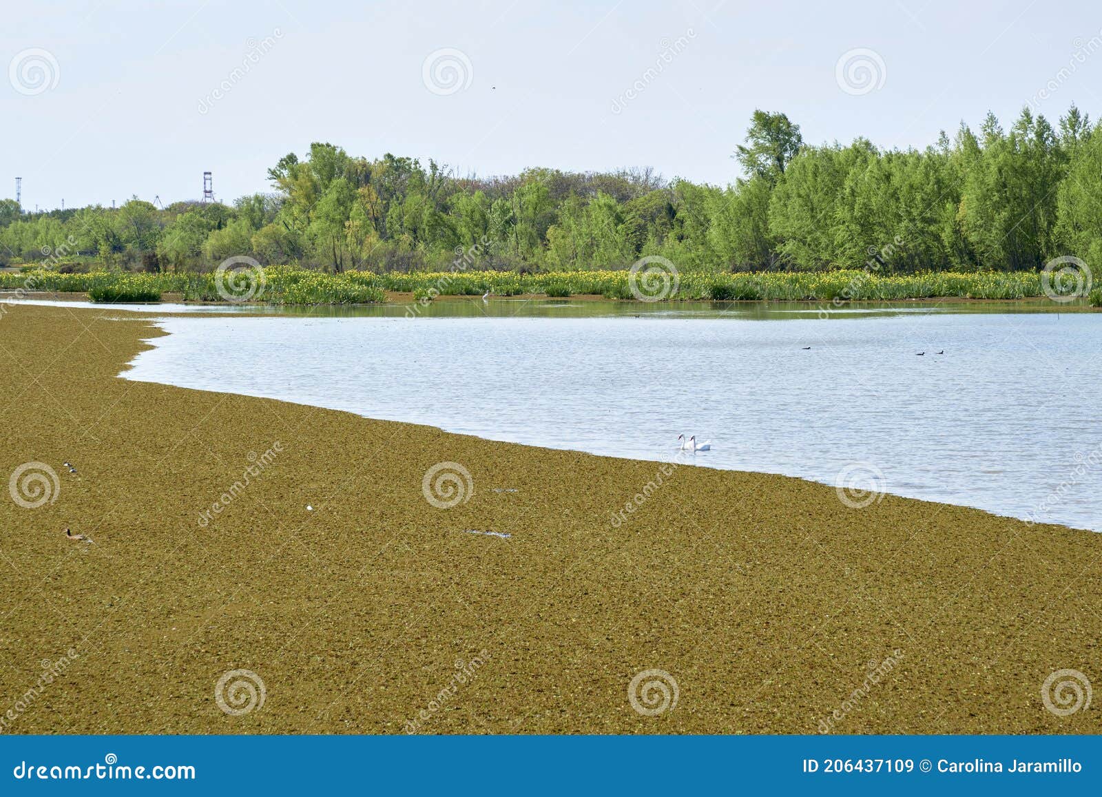 lagoon of the costanera sur ecological reserve, in buenos aires, argentina
