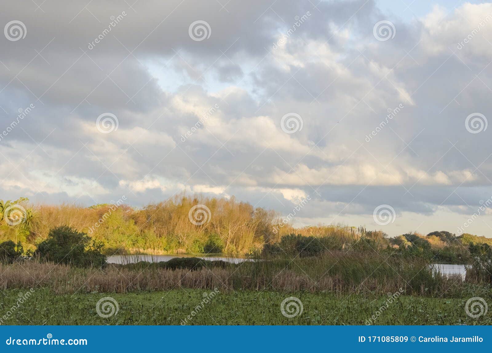 costanera sur ecological reserve, in buenos aires, argentina, at sunset