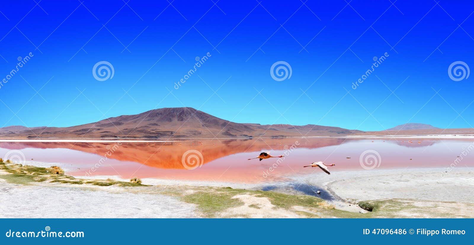 lagoon flamingo bolivia