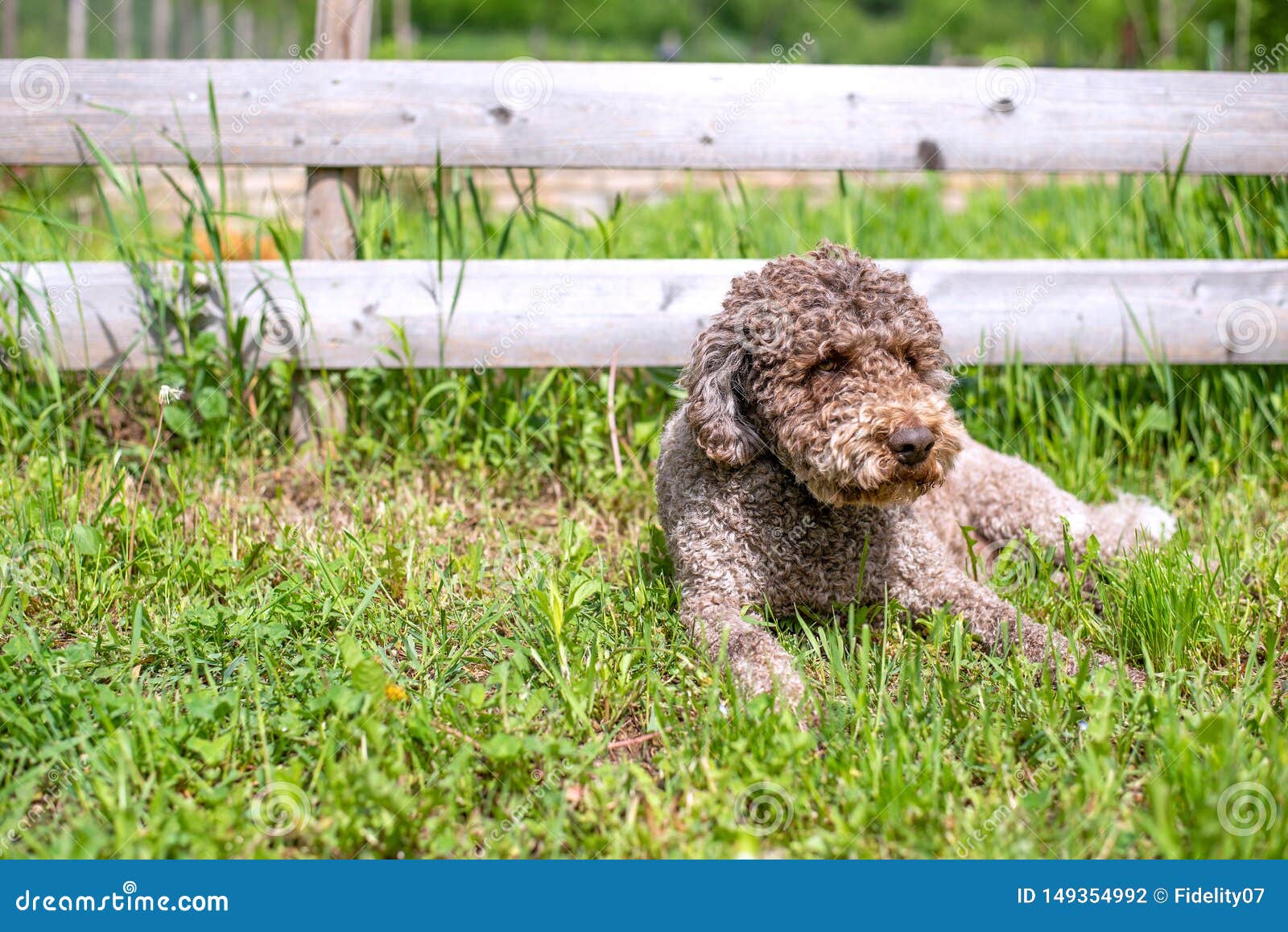 Lagotto Romagnolo Wooly Coat Dog In The Grass Stock Photo