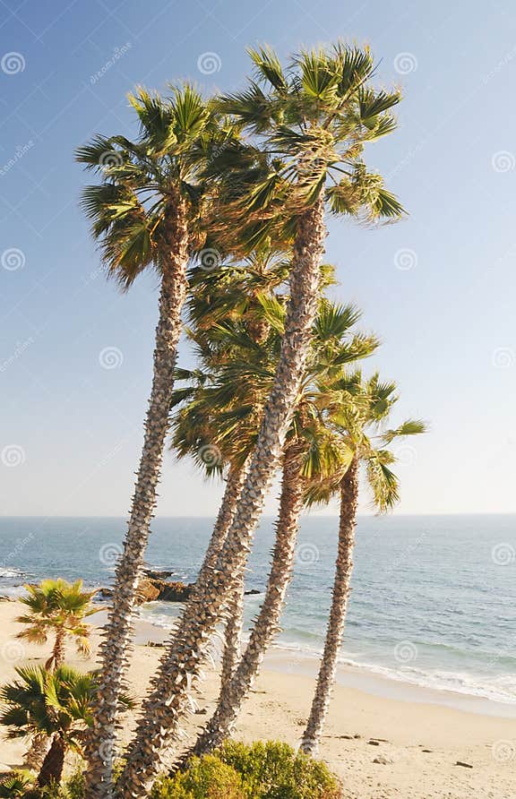 Laguna Beach Palm Trees stock photo. Image of waves, beach 9147714