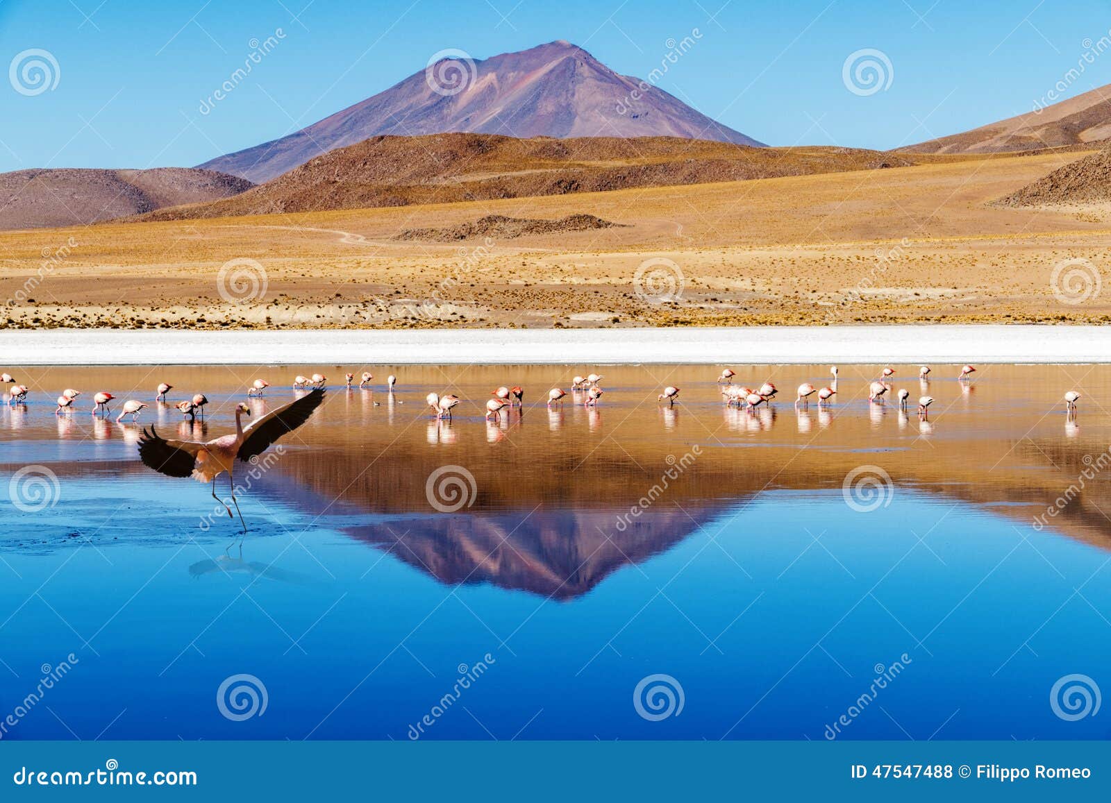 laguna bolivia landing flamingo