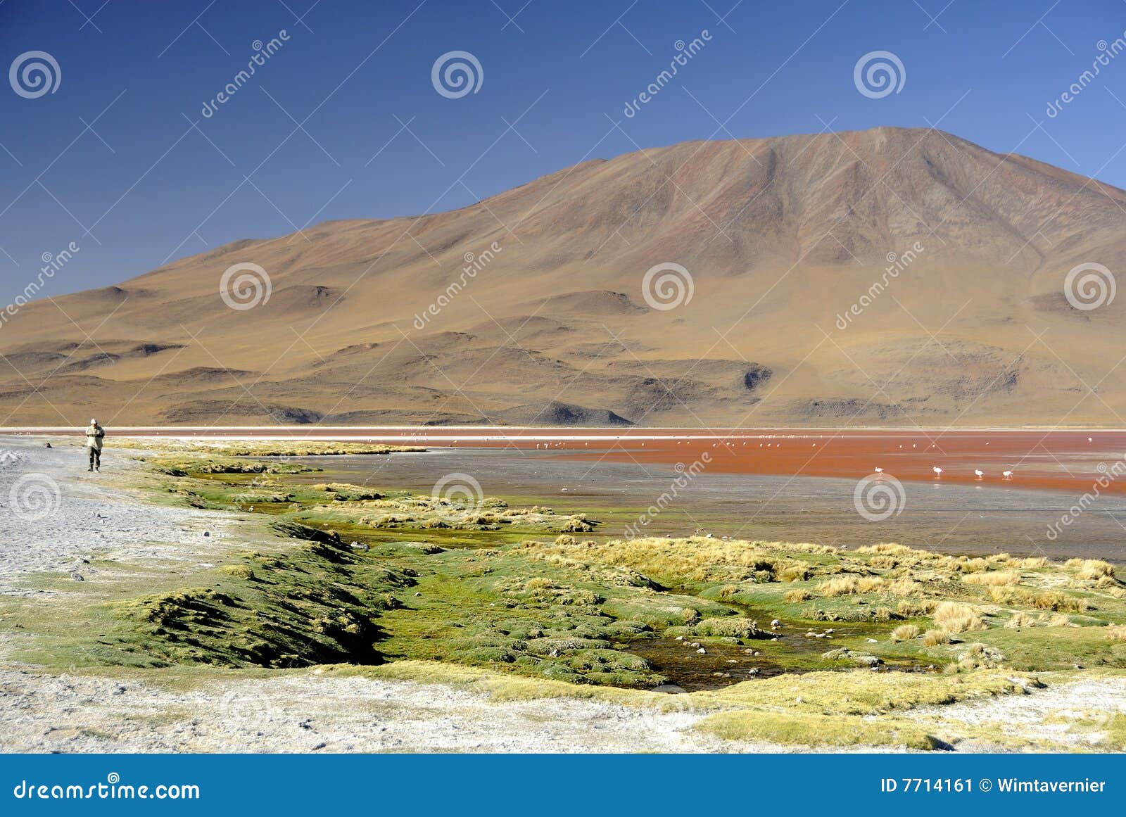 laguna colorada, altiplano, bolivian andes
