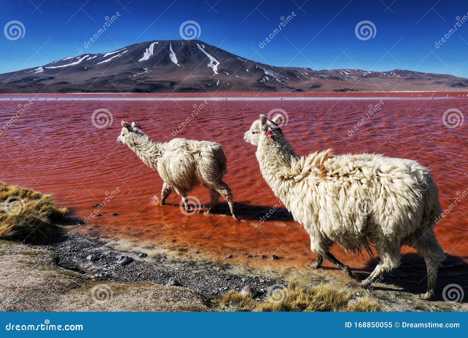 laguna-colorada-bol%C3%ADvia-llamas-na-lagoa-vermelha-uma-vis%C3%A3o-fascinante-de-dois-lhamas-natureza-selvagem-do-altiplano-168850055.jpg