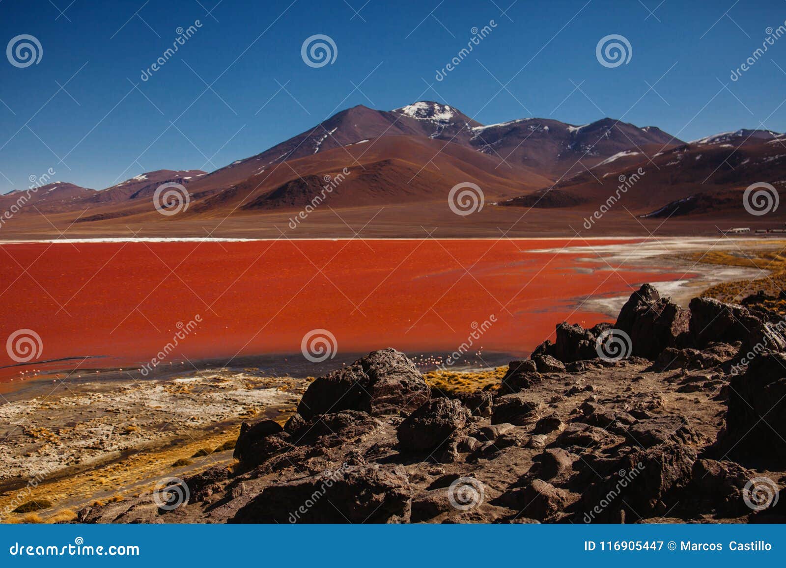 laguna colorada in reserva eduardo avaroa, bolivia salar de uyuni altiplano