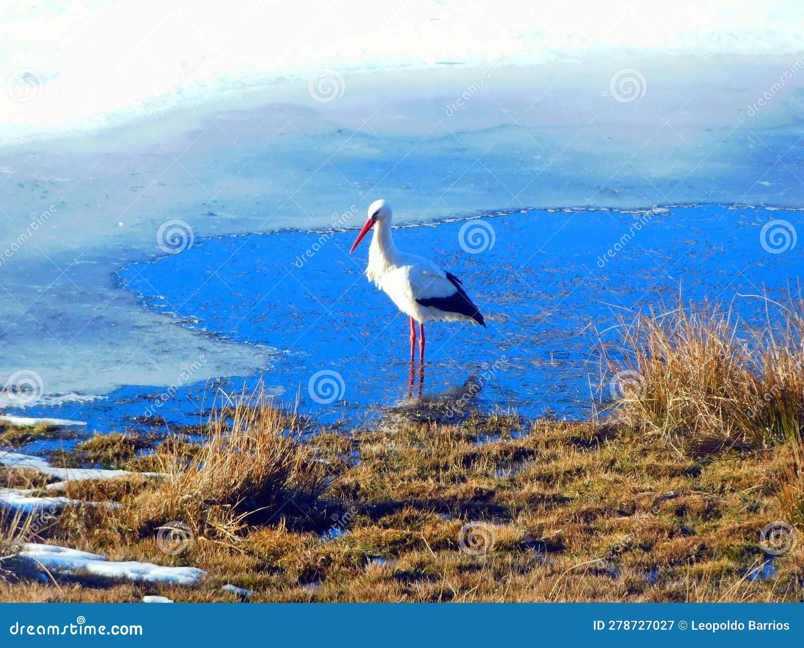 stork in laguna de los peces, sanabria, zamora, spain