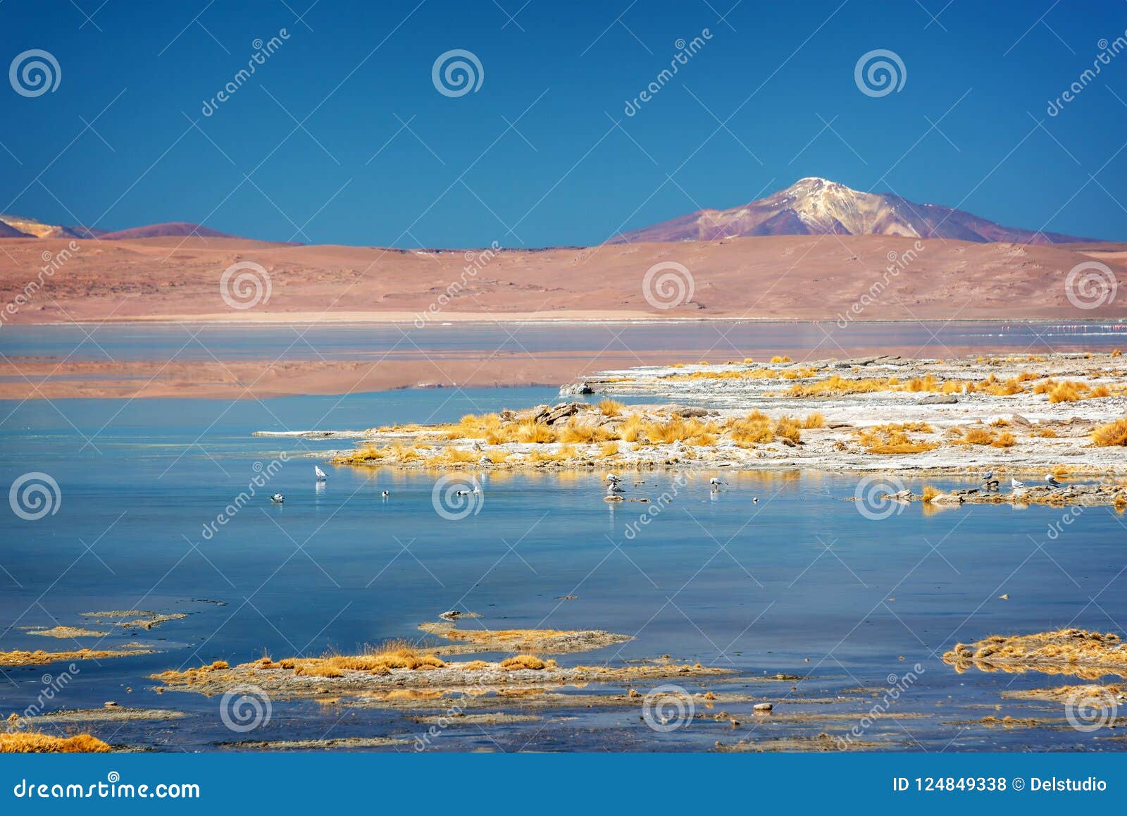 laguna polques, sud lipez province, potosi bolivia