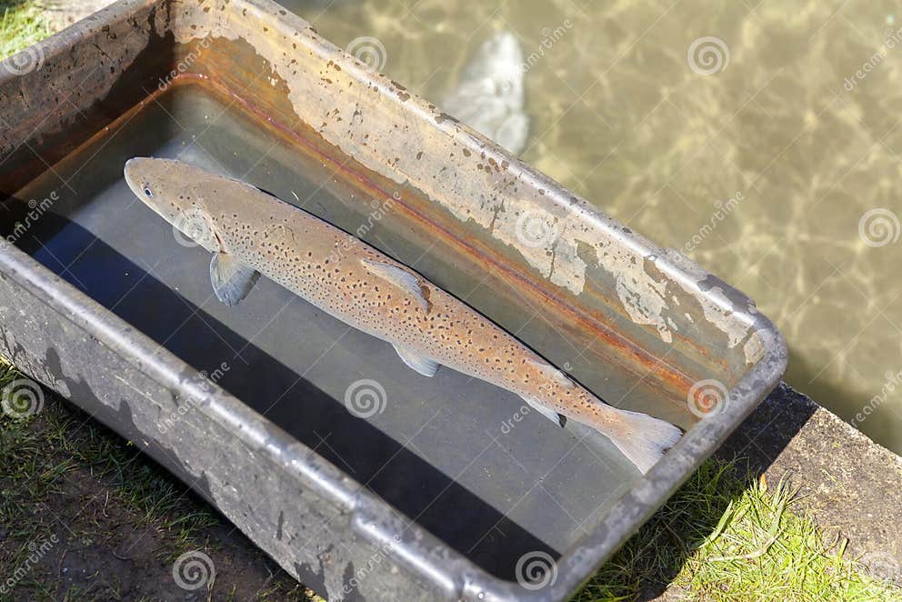 Laichen Von Lachsfischen Im Teich Stockfoto Bild von laichen, sport