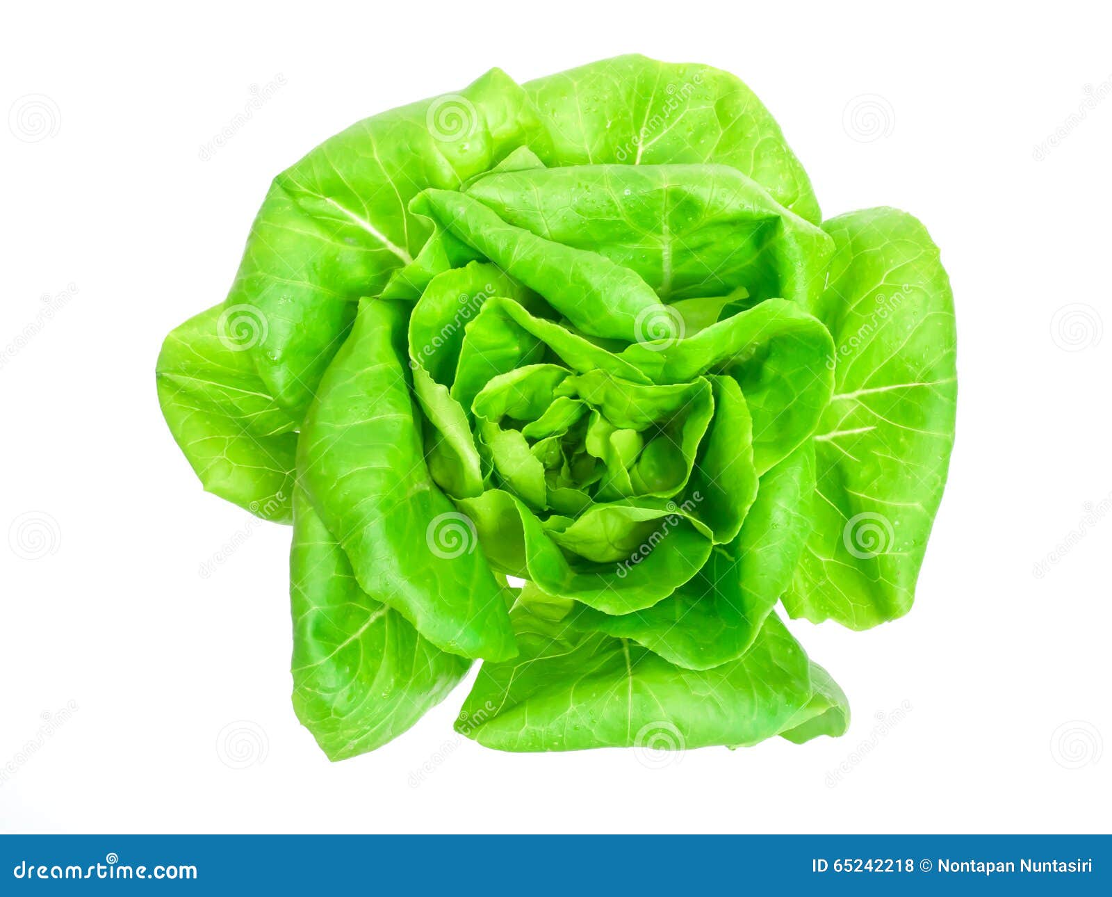 Laitue de Butterhead photo stock. Image du végétarien 65242218